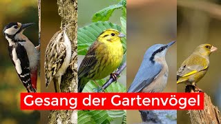 10 Gartenvögel und ihr Gesang | Vogelstimmen lernen Teil 2 screenshot 5