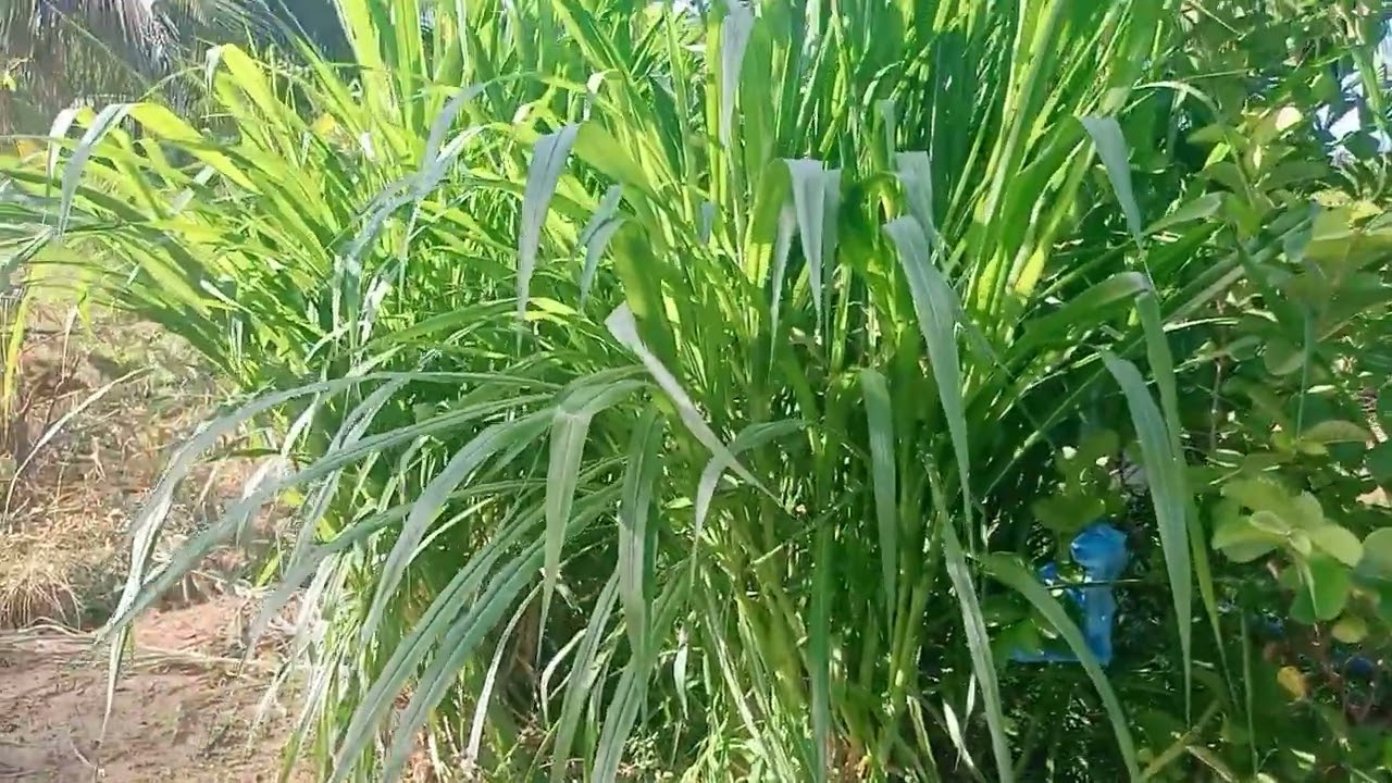 ගව පාලනය සදහා පැචෝන් Pachon 