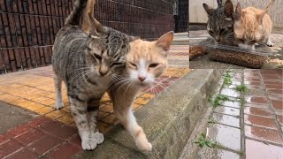 The love that unites these two stray cats is irresistible.