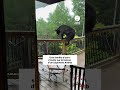 Des ours sur le balcon d'un logement Airbnb