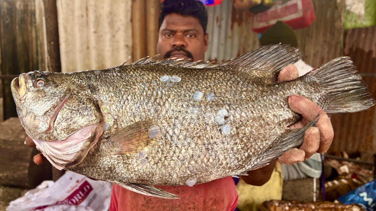 KASIMEDU SPEED SELVAM BIG 🤯 SIZE 😱 BLACK KODUVA FISH  🐟 CUTTING 🔪 VIDEO | KASIMEDU FISH CUTTING 