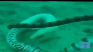 Подводная Охота Мурена и Змея  - Уникальная Съемка