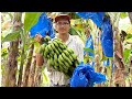 Harvesting Bananas台灣南投中寮香蕉 - Taiwanese Street Food