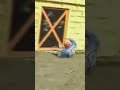 The Takeshi S Castle Knock Knock Knockout Shorts The Takeshi S Castle Knock Knock Knockout Shorts