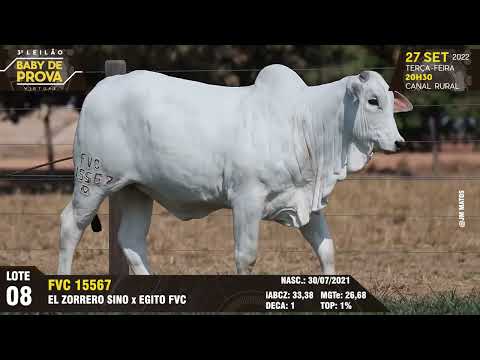 LOTE 08 FVC 15567