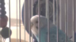 The Strongest Battlegrounds With Spyderboy