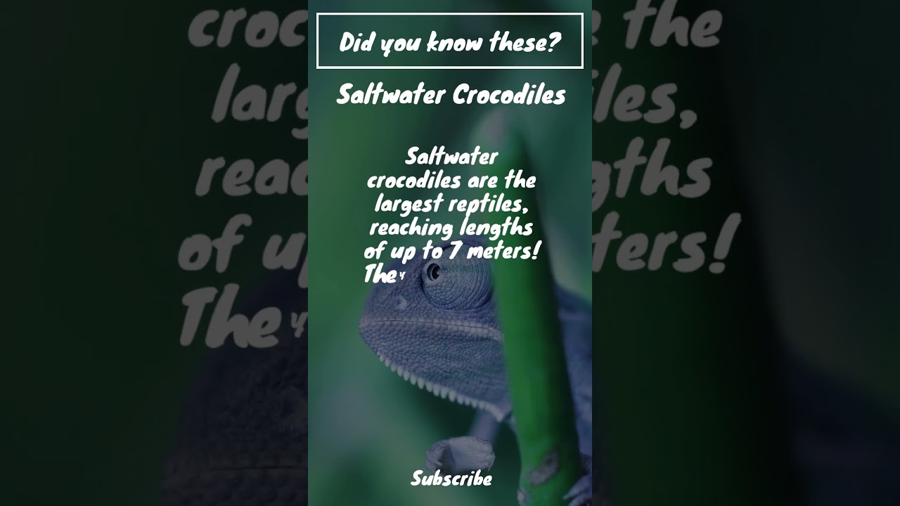 Did you know this about Saltwater Crocodiles? 