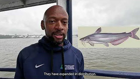 Electrofishing Blue Catfish on the Potomac