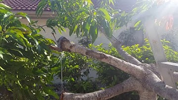 Grafting mangoes☘multiple grafts on one tree🌿