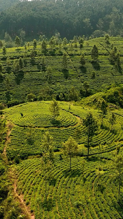 Sri Lankan Tea #wildlife #flockon #documentary #srilanka #tribe#vedda #journey#tea #herbal #medical