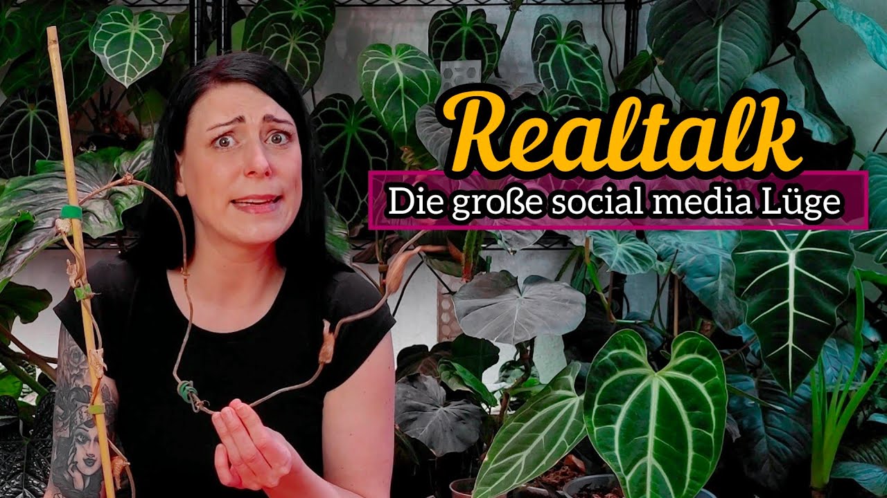 Warum meine Pflanzen sterben 😱 gelbe Blätter Ränder und Tote Zimmerpflanzen | realtalk