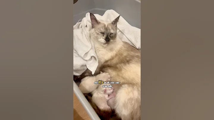 Watch the video about These tiny fluffballs take their meals very seriously. #siamesecat #babies #siamesecats #cat #cats