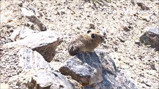 Pika in the Wind