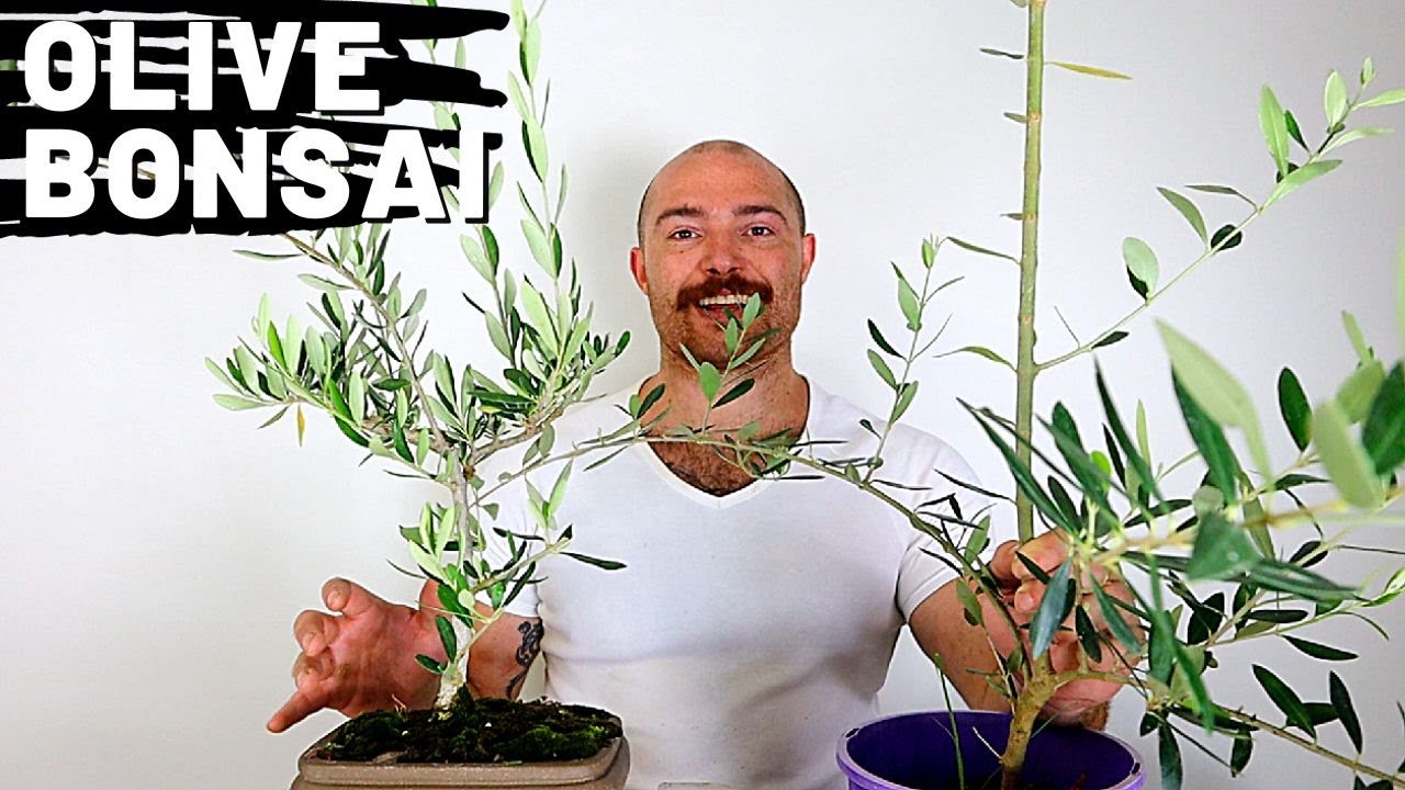 Making an Olive Bonsai Part 3 Growing Olive Trees From Cuttings YouTube
