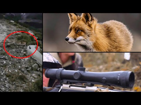 Un zorro intenta robar el visor del arma de un cazador durante una batida de jabalí en Ávila