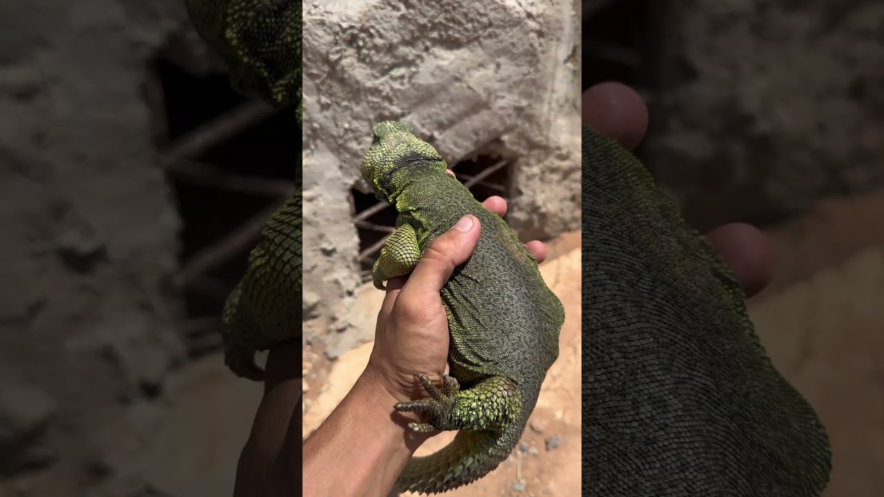 Rescaté una mamá con huevos 😊 #shorts #biology #nature