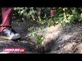Comment planter un rosier 