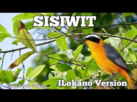 Sisiwit | Billit ko (ILocano Version) Lyrics - YouTube