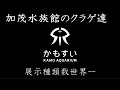 加茂水族館のクラゲ The jellyfish of Kamo Aquarium