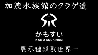 加茂水族館のクラゲ