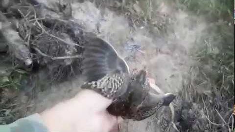 Bẫy cút rừng l kèo cút về nhanh , gon, lẹ. #thosangavlogs.