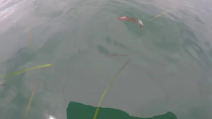 Catching an release whiting under water with Julian