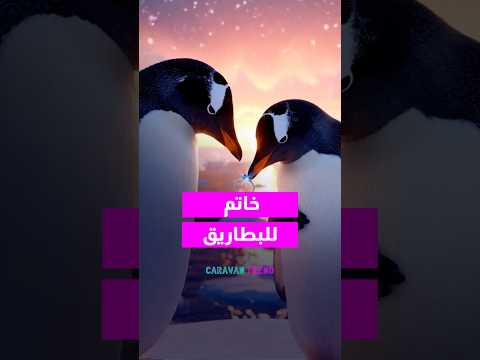 البطريق جاب لبطريقته خاتم وجوزك لسه ما جابلك