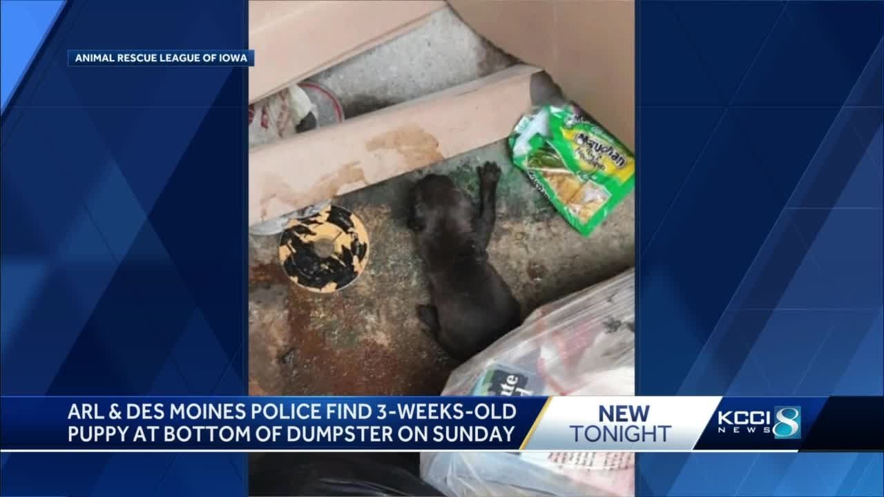 ARL rescues puppy from Des Moines dumpster - YouTube