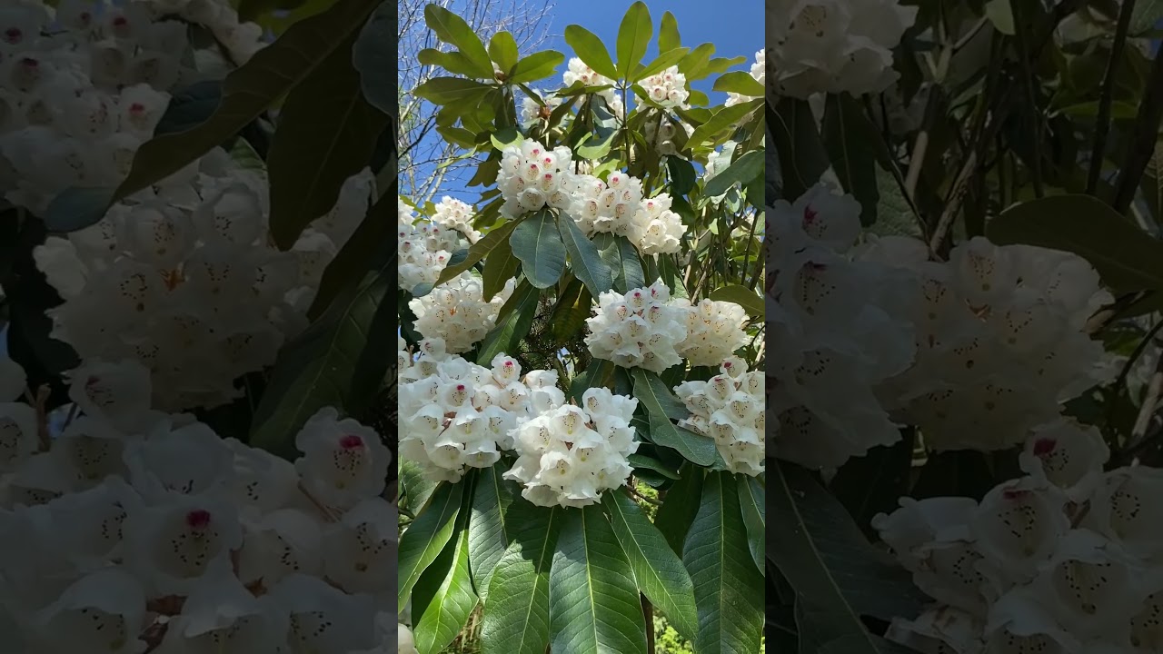 A very special Rhododendron from Vietnam - suoilenhense. - YouTube