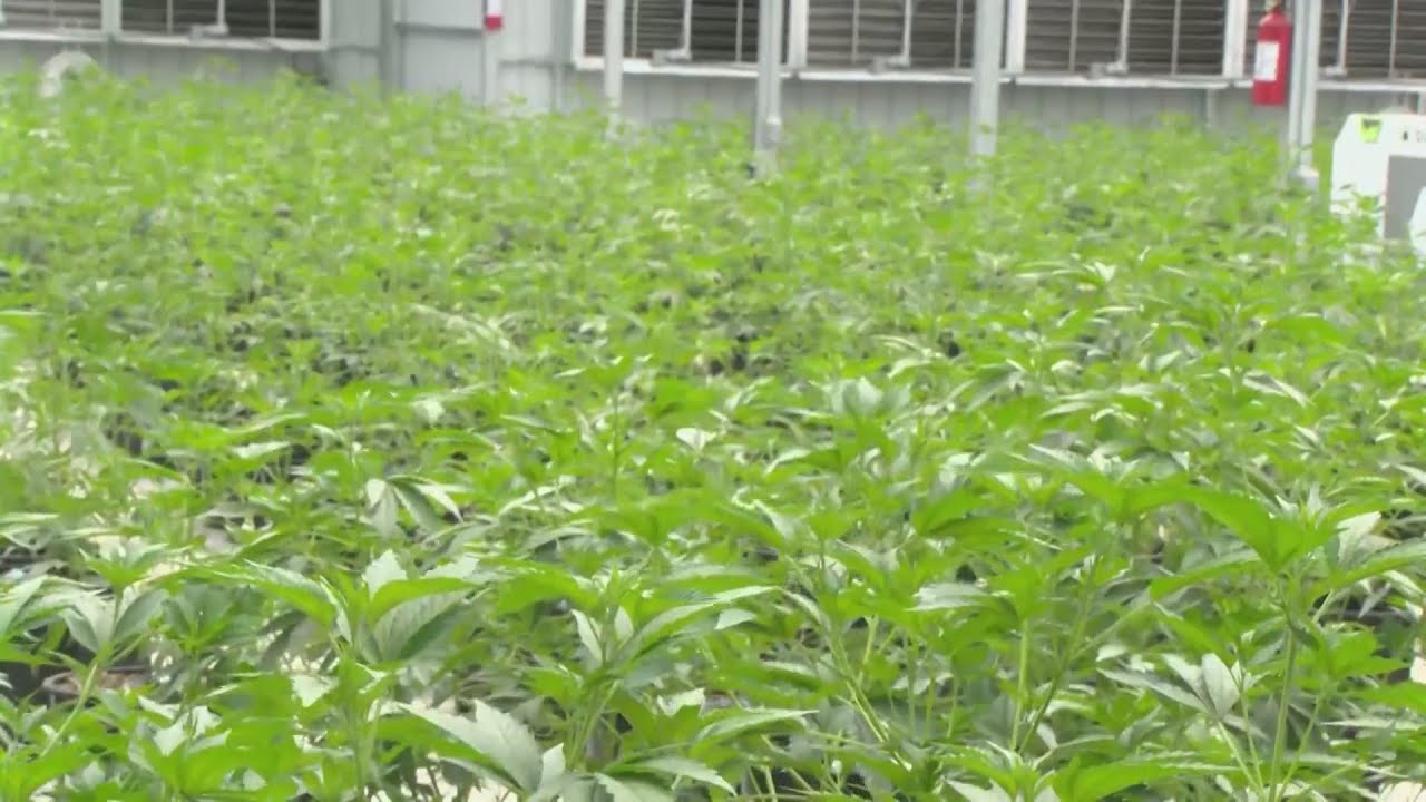 New cannabis company set to bring more jobs and revenue to Lemoore area