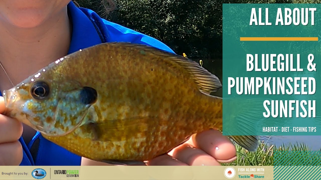 All About Bluegill & Pumpkinseed Sunfish - Identification, Habitat