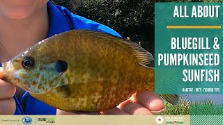 All About Bluegill & Pumpkinseed Sunfish - Identification, Habitat, Spawning, Diet, Age & Size, Tips