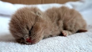 Gatsby, the World's Smallest Kitten: Birth to Last Breath!