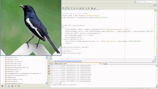 Demonstration of Bird Recognition Programming by Particle Swarm Optimization