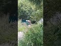 Медведь лазает по помойкам #дальний #сокоч #камчатка