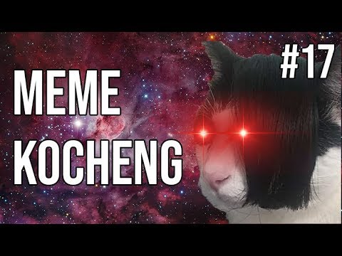 kocheng-oren-1000-dollar-!-meme-kucing-#17
