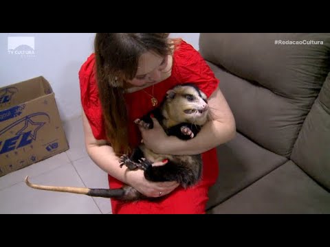 Vídeo: Um gambá mataria um gato?