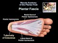 Muscle Anatomy Of The Plantar Foot  - Everything You Need To Know - Dr. Nabil Ebraheim