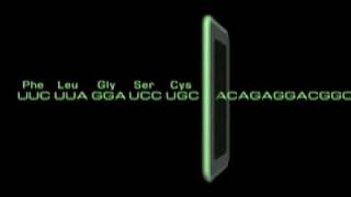 Open Reading Frame ORF