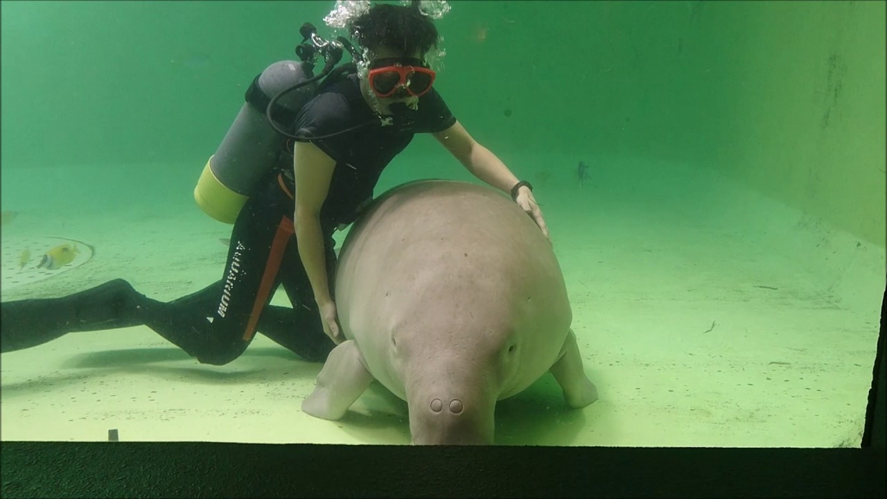 来館３０周年を迎えるジュゴンのセレナとなかよしの飼育員さん＠鳥羽水族館
