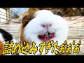 欲張り過ぎたモルモットの顔がヤバすぎたww Guinea pigs eat crimson clover