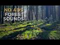 No Ads • 9 Hours Forest Relaxation | Birdsong, Nature Sounds, Deep Sleep