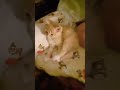 one of the crackhouse kitties