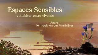 Azuro, le papillon-magicien des tourbières d’Anjou