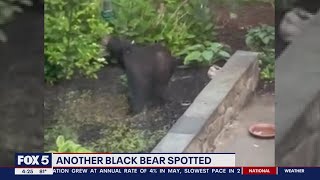 Black bear spotted in Rockville