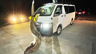 200kg超えの巨大サメをハイエース上に引き上げ運搬する【超巨大サメを釣る 後編】