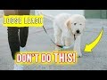 What NOT to do when Leash Training your Puppy!! ❌  Goldendoodle Puppy Tips
