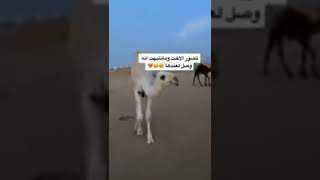 تحشيش سعودي مضحك هههههه