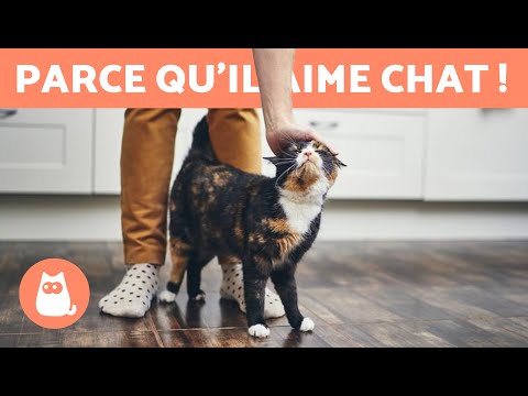 Vidéo: Comportement Du Chat : Pourquoi Les Chats Se Frottent-ils Contre Vous ?