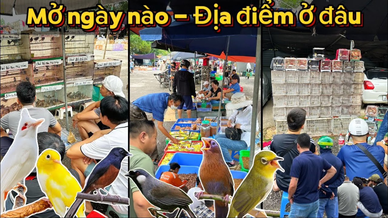 TỔNG HỢP những PHIÊN CHỢ & CỬA HÀNG chim cảnh nổi bật đông đúc bậc nhất tại Hà Nội || Đạt Bird TV